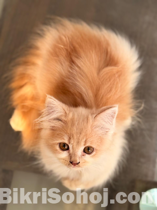 PURE PERSIAN SEMI ADULT MALE AND FEMALE